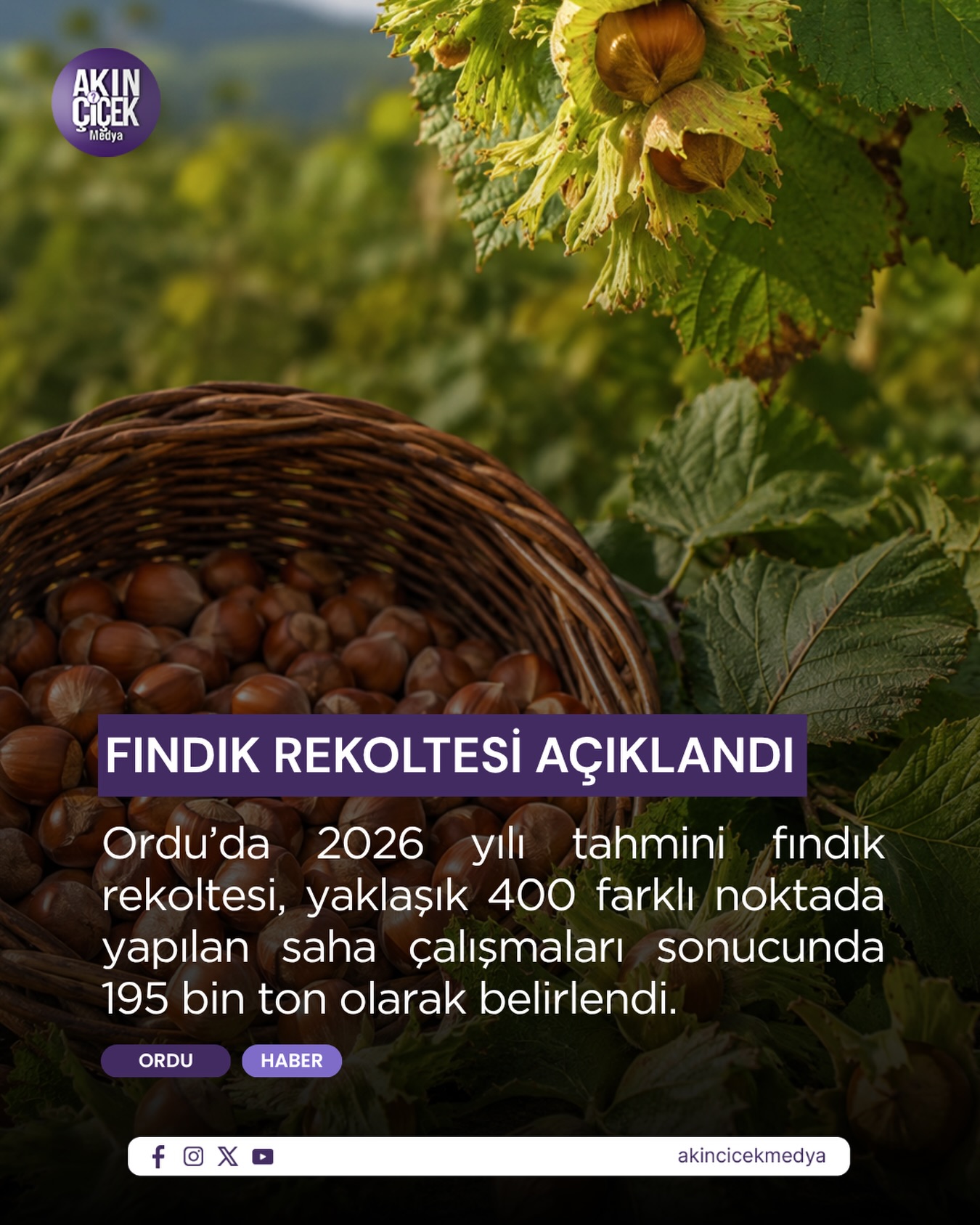 Ordu İl Tarım ve Orman Müdürlüğü koordinasyonunda yürütülen rekolte tespit çalışmaları tamamlandı. Yaklaşık 400 farklı noktada gerçekleştirilen incelemeler sonucunda, 2026 yılı tahmini fındık rekoltesi 195 bin ton olarak açıklandı.

Çotanak sayımı, iç doluluk oranı, hastalık ve zararlıların etkisi gibi birçok kriterin değerlendirildiği çalışmanın ardından açıklanan rekolte, üreticilerin gözünü şimdi Toprak Mahsulleri Ofisi’nin (TMO) açıklayacağı 2026 yılı fındık alım fiyatına çevirdi.