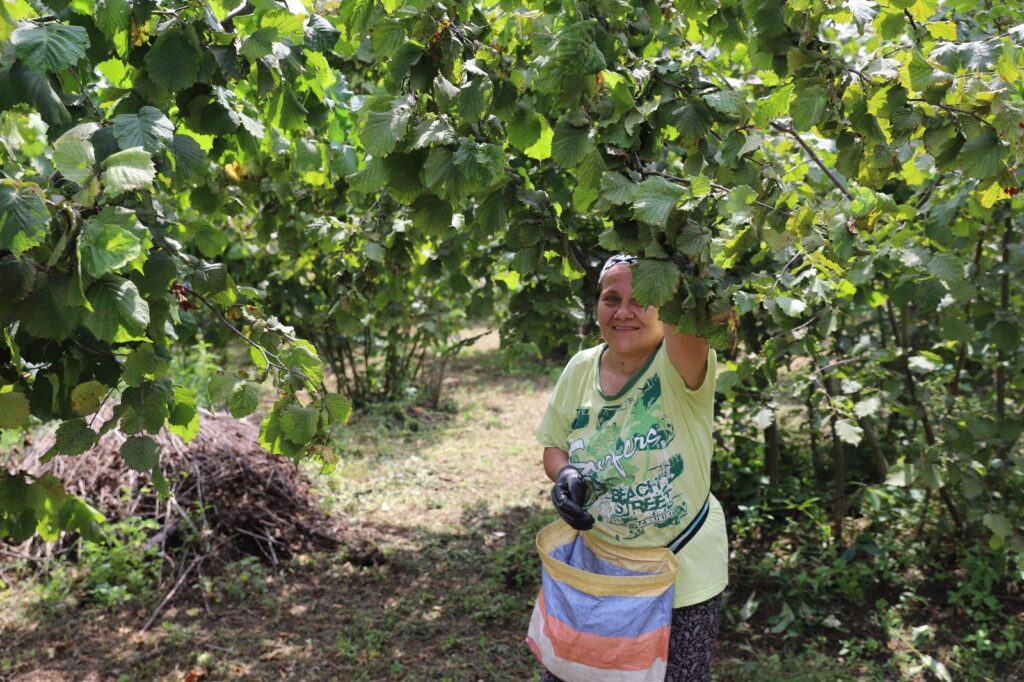 “FINDIK DALDA AKLIN İŞÇİDE KALMASIN” PROJESİ 6’NCI YILINDA