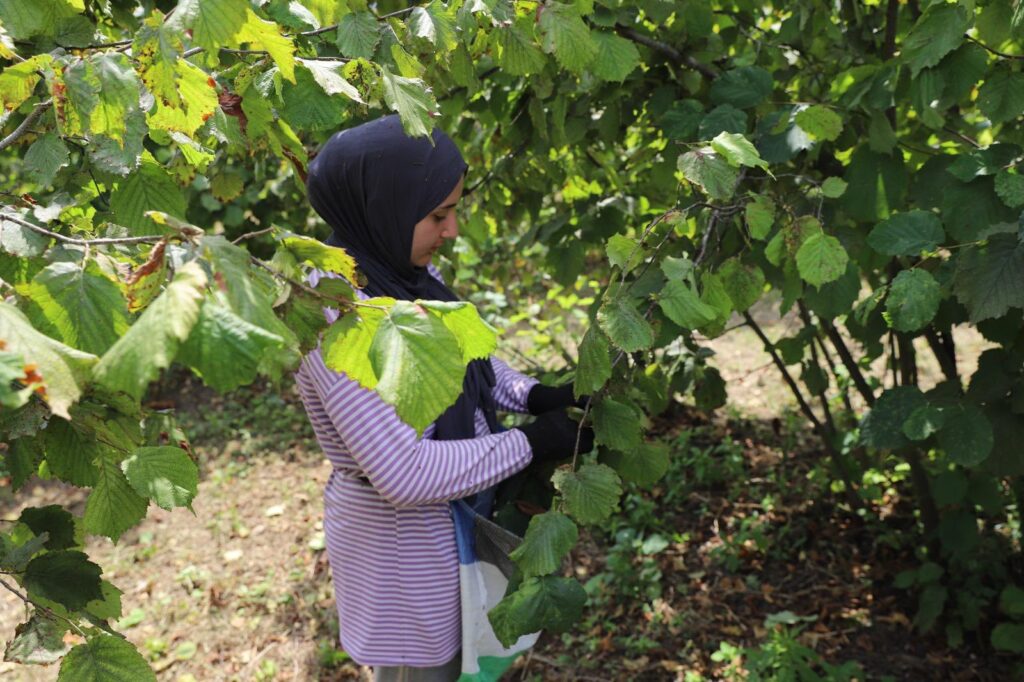 “FINDIK DALDA AKLIN İŞÇİDE KALMASIN” PROJESİ 6’NCI YILINDA