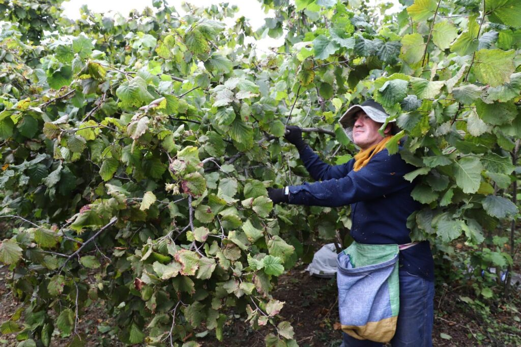 “FINDIK DALDA AKLIN İŞÇİDE KALMASIN” PROJESİ 6’NCI YILINDA