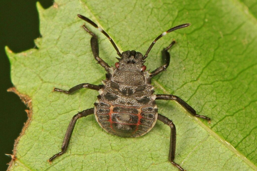 ATAKAN AKÇA'DAN KAHVERENGİ KOKARCA UYARISI!